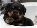 5wk old Rottweiler Puppy's 1st Obedience Training Session 5wk old Rottweiler Puppy's 1st Obedience Training Session