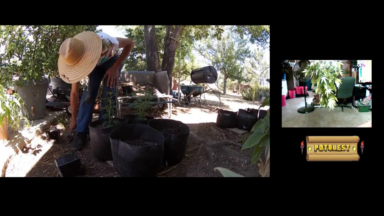 Surprise weed trim! California streamin'