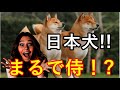 【海外の反応】「やっぱ日本の犬は超可愛い！」日本固有の犬種に外国人が感動!! 【感動心をゆさぶるチャンネル】