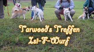 Tarawood's Islandhunde F-Wurf - Wiedersehen mit 4.5 Monaten by MsAmiratastic 2,482 views 9 years ago 2 minutes, 1 second