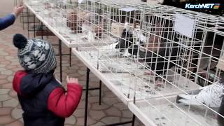 На выставку птиц в Керчь приедут краснодарские голубеводы На выставку птиц в Керчь приедут краснодарские голубеводы