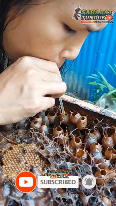 DRINK HONEY DIRECTLY FROM THE NEST #viral #shorts #sound #strong #bee #trigona #bee #honey #madu