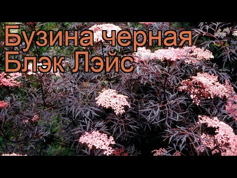 Бузина черная Блэк Лэйс (sambucus nigra) 🌿 Блэк Лэйс обзор: как сажать, саженцы бузины Блэк Лэйс