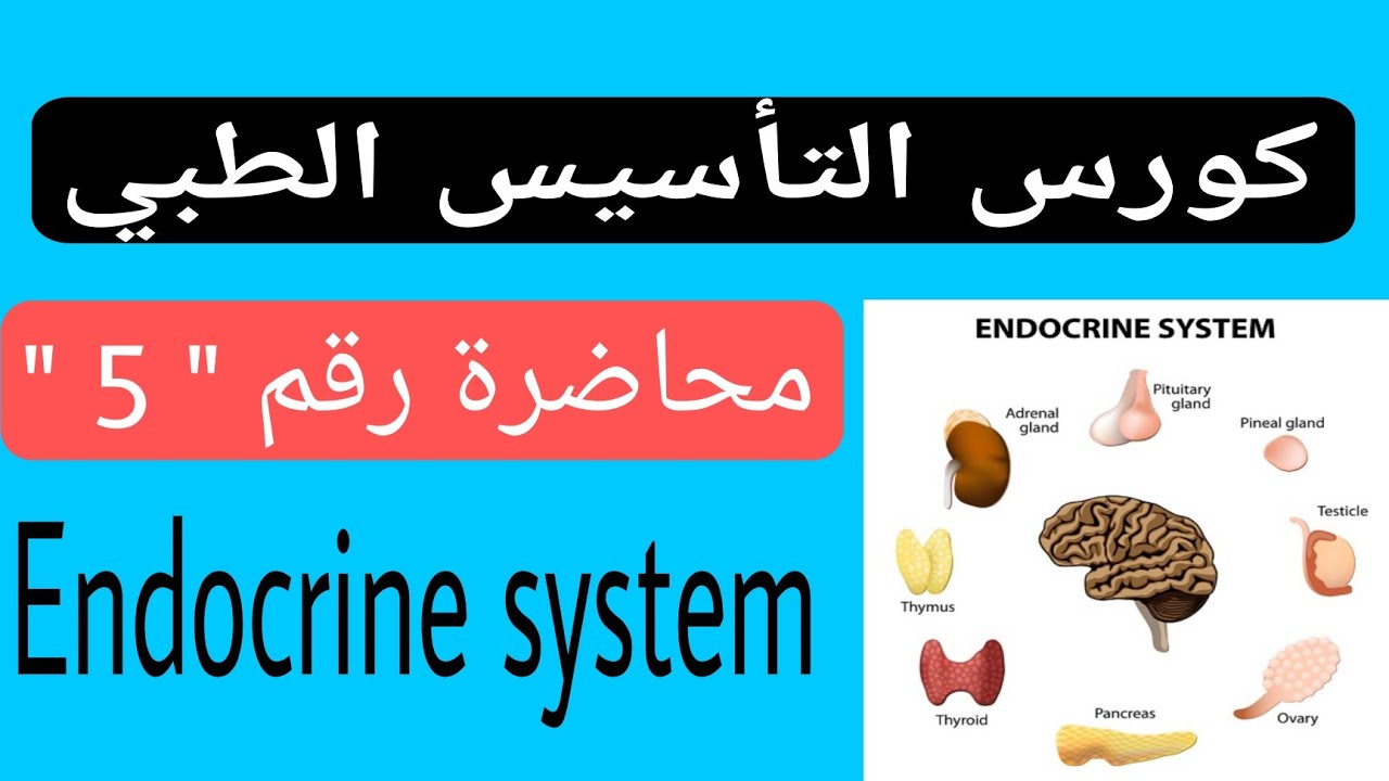 المحاضرة الخامسة من كورس التأسيس الطبي Endocrine system ( Hormones )