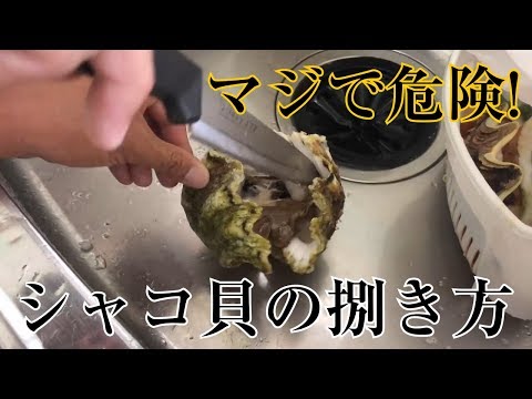 シャコ貝の捌き方 Youtube