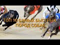 ТОП 10 САМЫХ БЫСТРЫХ ПОРОД СОБАК