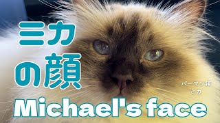バーマン猫ミカ【ミカの顔】Michael's face（バーマン猫）Birman/Cat