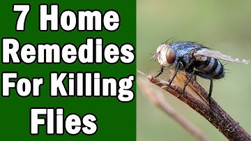 7 Home Remedies For Killing House Flies