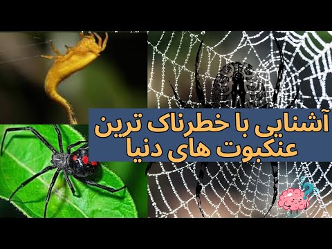 تصویری: آیا عنکبوت های شلاقی خطرناک هستند؟