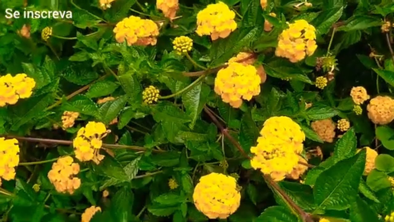 Como Cuidar da Lantana Para Que Ela Fique Cheia de Flores - thptnganamst.edu.vn