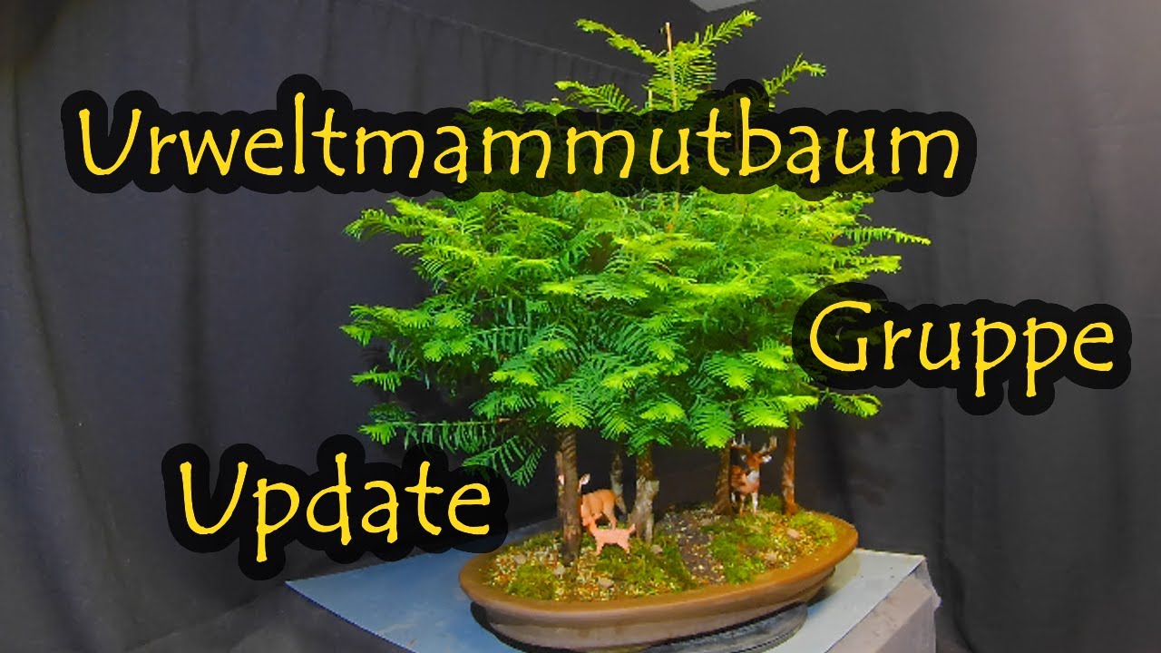welcher topf für bonsai Bonsai – Ficus Microcarpa main image 0