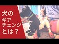 犬のギアチェンジ。はっちゃけからチーン。