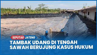 Shrimp Farm Amidst Batang Rice Fields Ends Up in Legal Trouble, Residents Claim to Actually Benefit