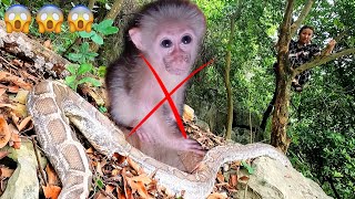 The poor Baby Monkey was captured by a Giant Python for foodin the forest | Monkey KuBin by Monkey KuBin 14,058 views 3 weeks ago 8 minutes, 25 seconds