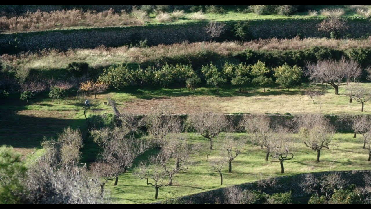 Els secrets de la pedra  Marges i parets  Quina és la diferència entre una paret i un marge i quines