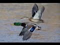 Missouri River Mallards