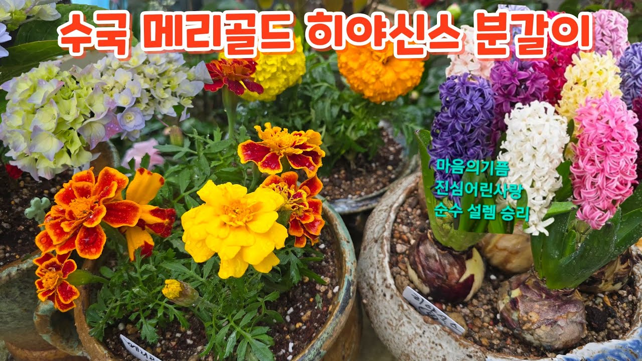 #히야신스 #메리골드 #수국 #분갈이 #키우기