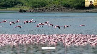 The Amazing Birds of Tanzania