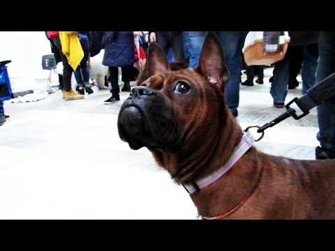 ЧУНЦИН   китайская старинная порода собак