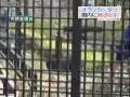 オランウータンが園内に逃げ出す　いしかわ動物園　2009.4.18