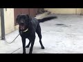 Disko dog song funny dog video 😂🙈🐶#copusound