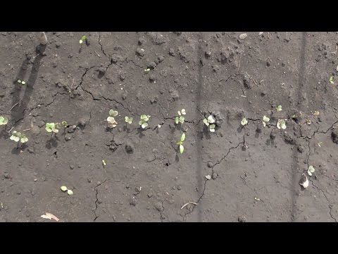 Всходы рассады капусты