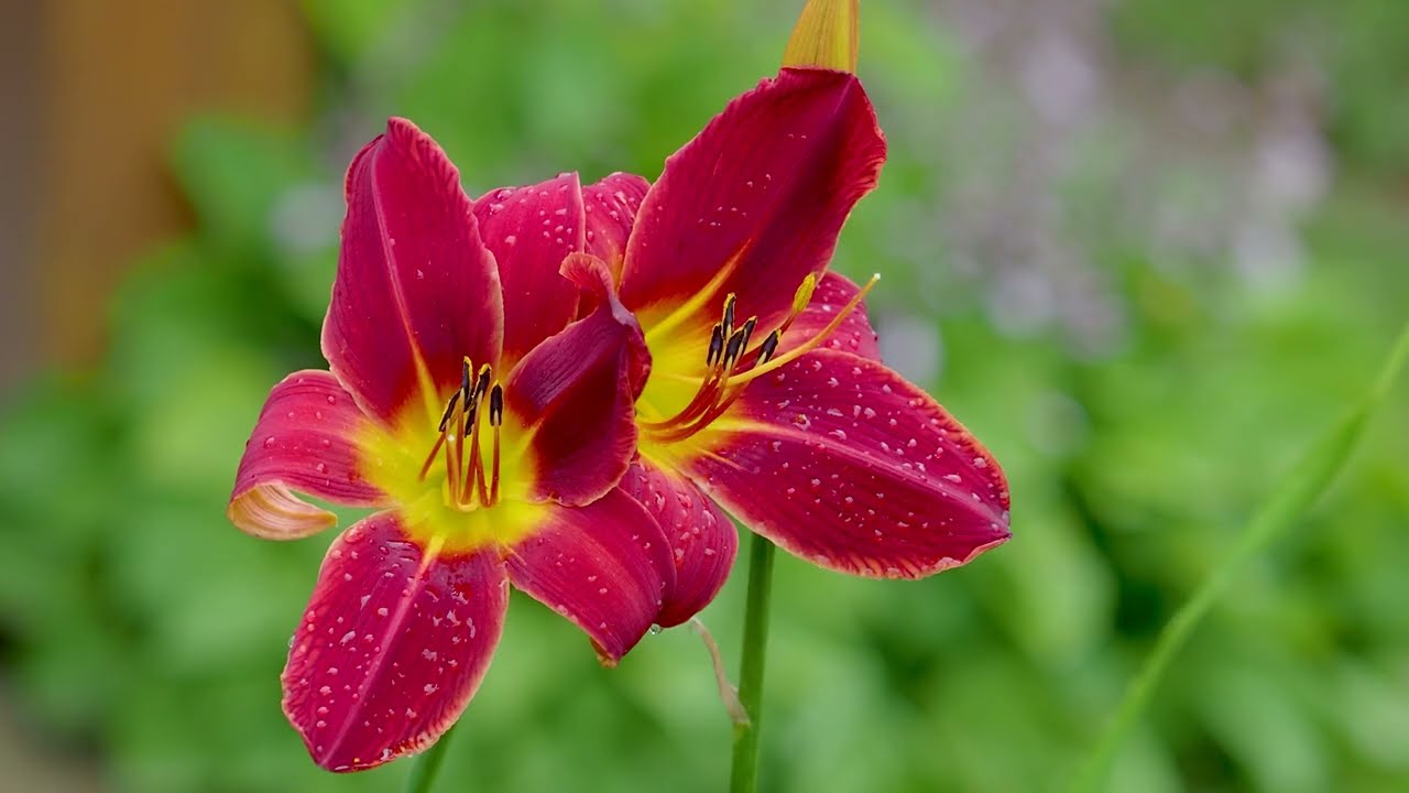 tulpenmagnolie düngen Jetzt Tulpenmagnolie online kaufen bei Bohlken Pflanzenversand – Bohlken  Pflanzenversand GbR main image 0