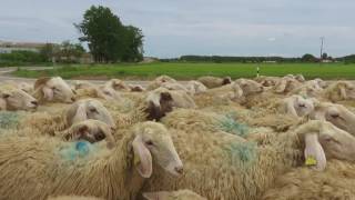Surrounded by sheep on the Camino by T Veitch 346 views 7 years ago 1 minute, 32 seconds