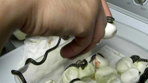 How to pip carpet python eggs.. I got TWINS!!!