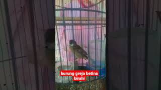 Ciri Kas Burung Gereja Klu Birahi tranding1