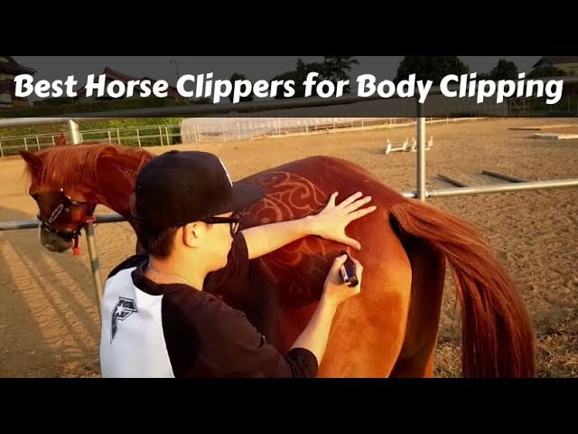 best cordless horse clippers 2019