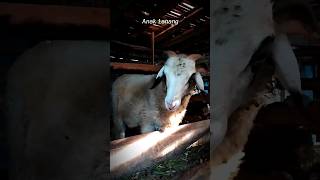 ANAK LANANG funny animal world domba sheep