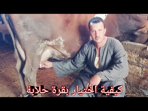 فيديو: كيفية اختيار بقرة