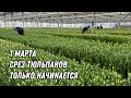 Катастрофа Опоздали со срезом на 2 недели Состояние тюльпанов на 1 марта