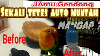 Lovebird Mangap Konslet - Hanya dengan 2 Tetes Jamu Gendong !