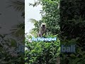 मेरे घर के आंगन में#हनुमान जी पधारे हैं#short video#