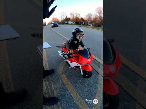 gatti che infrangono la legge - #gatti #adorabile #cat #catshorts #gattino