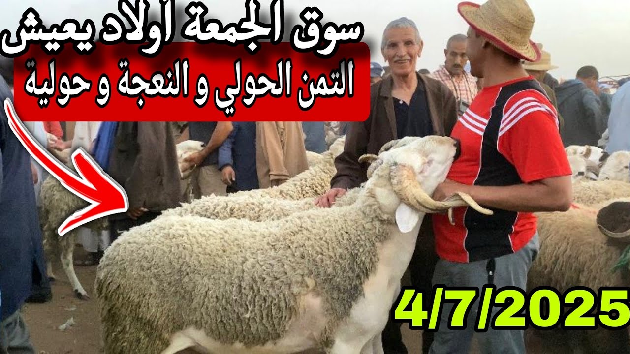 مباشرة من سوق الجمعة أولاد يعيش إقليم بني ملال 4/7/25 مع تمن الحولي و النعجة و حولية 🐏🐏