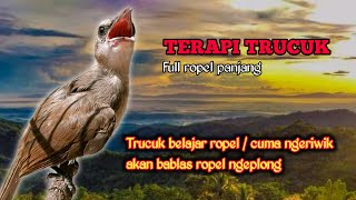 Terbukti Burung Trucuk Gacor Ini Ampuh Untuk Terapi Trucukan Belajar Ngeriwik Agar Ropel Los