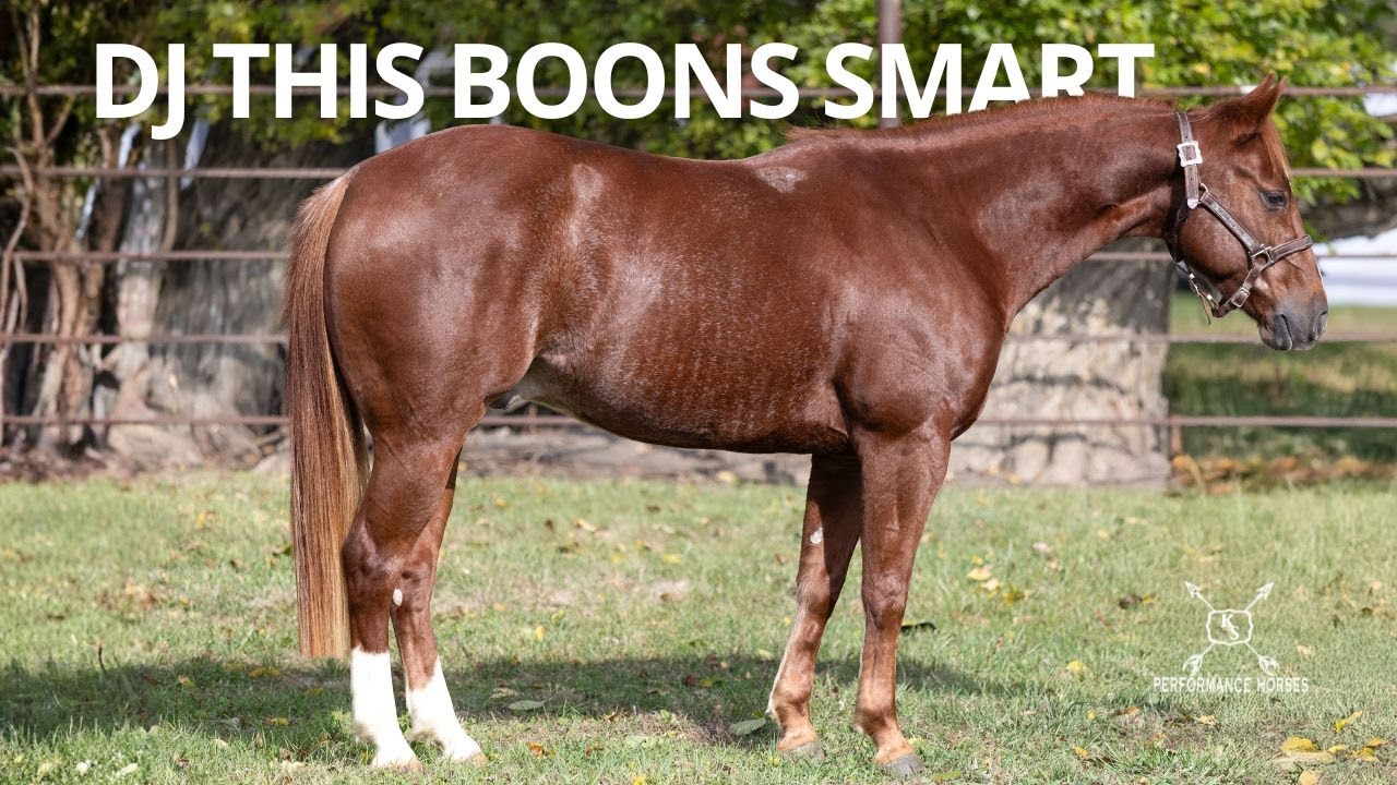 SOLD | DJ THIS BOONS SMART | 2022 gelding