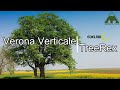 Verona Verticale - Edelrid Tree Rex 1.1