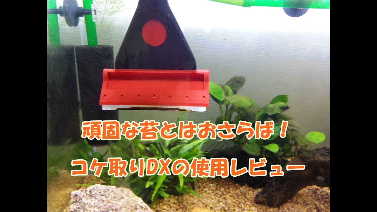 はじめてのグッピー 苔対策 にはコレ コケ取りdxの使用レビュー Youtube