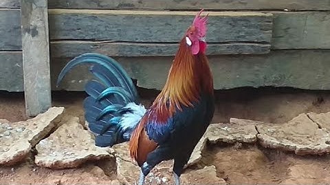 tus qaib dib uas tuaj tshaj plaws 2021