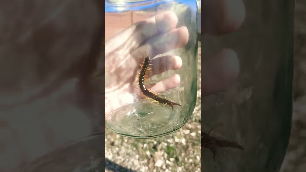 сколопендра черноморская