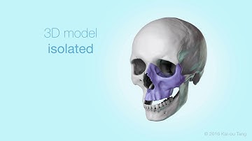 Regenerating Vascularized Craniofacial Bone from 3D Printed Scaffolds