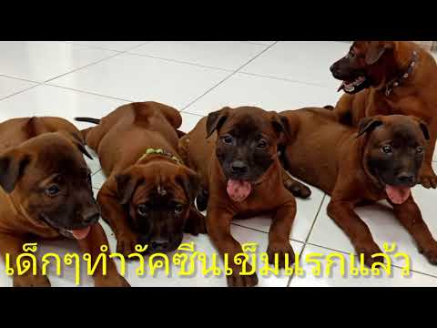 ลูกสุนัขไทยหลังอานพร้อมขาย (Thai ridgeback dog for sale)