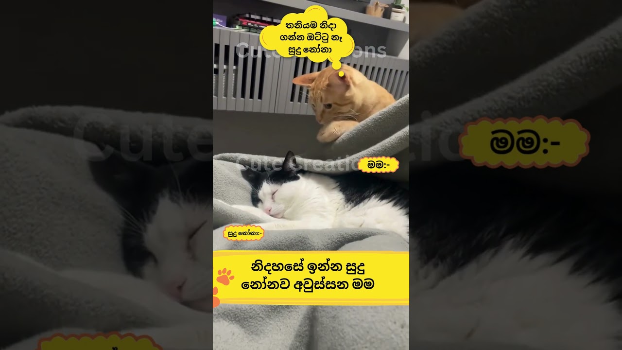 නිදා ගන්න දියං යකෝ 🤣🤣cat
