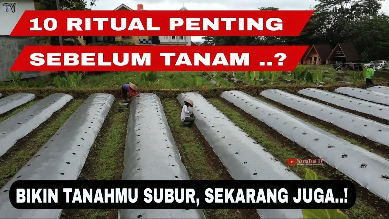 Olah tanah lahan bekas cabe untuk menanam tanaman melon