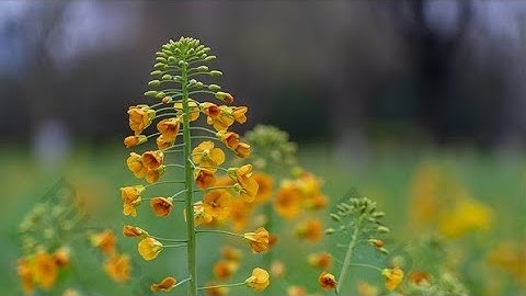 Ngắm nhìn cảnh đẹp hoa cỏ thiên nhiên thư giãn | Mộc