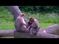 Baby Monkey with the Daddy - Watch How Cute They Are